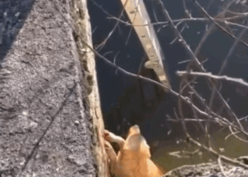 M2410020_#Adote #cao #resgateanimal #adocaodeanimais #foryoupage #pet #fy #vozdoscriadores #VozDosCriadores _part2