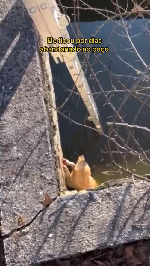 M2410020_#Adote #cao #resgateanimal #adocaodeanimais #foryoupage #pet #fy #vozdoscriadores #VozDosCriadores _part2