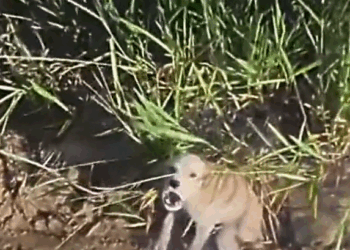 M2410019_parte 2 do resgate #Adote #cao #resgatesdeanimais #adocaodeanimais #foryoupage #pet #Dogs #foryou _part2