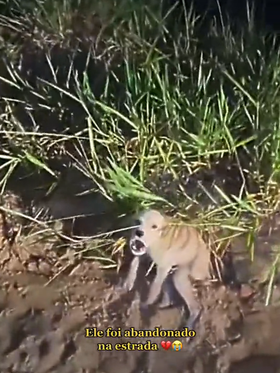 M2410019_parte 2 do resgate #Adote #cao #resgatesdeanimais #adocaodeanimais #foryoupage #pet #Dogs #foryou _part2