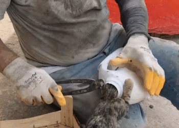 M2810003_Güzel kalpli bir kardeşimiz getirdi biz de kurtardık #hayvansevgisi Topcu Demir_part2