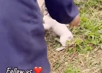 M1010003_Animals Rescue #dogrescue #rescuedog #dogsofttiktok #foryoupage #foryou #dogs _part2