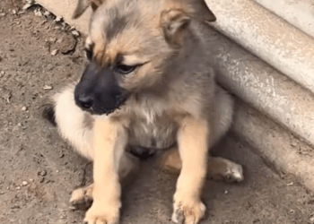 M2810010_#dogs #dogsoftiktok _part2