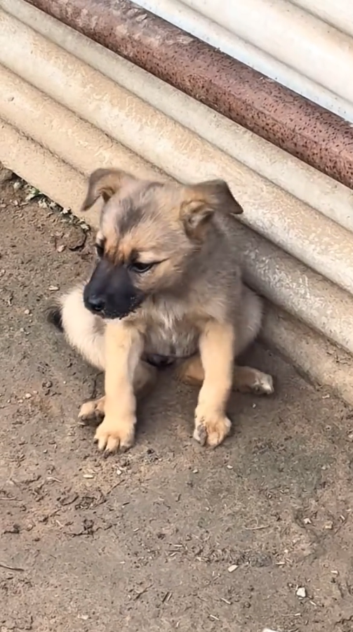 M2810010_#dogs #dogsoftiktok _part2