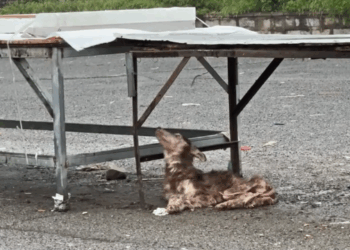 M2810009_Paralyzed and abandoned, she’s skin and bones. #fyp #trending #rescuedog #dog #dogsoftiktok _part2