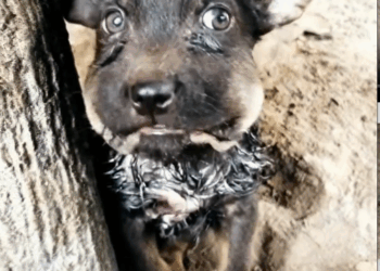 M2810006_No Title_part1