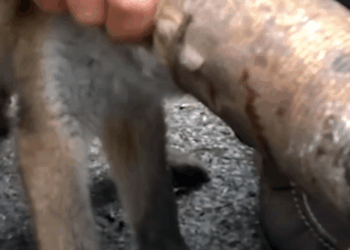 M2810011_#rescue #loveanimals #love #ypfッ #fox _part2