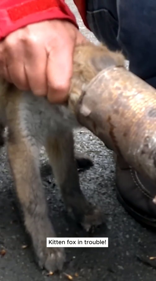 M2810011_#rescue #loveanimals #love #ypfッ #fox _part2