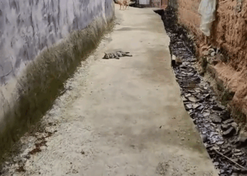 M2810013_I saw a stray cat being bullied by a pack of stray dogs and immediately stopped them. I walked bravely towards the stray cat. The stray cat seemed_part2