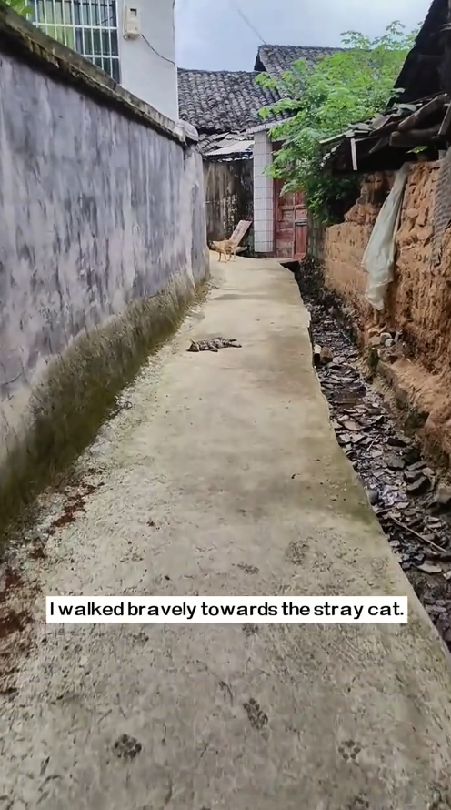 M2810013_I saw a stray cat being bullied by a pack of stray dogs and immediately stopped them. I walked bravely towards the stray cat. The stray cat seemed_part2