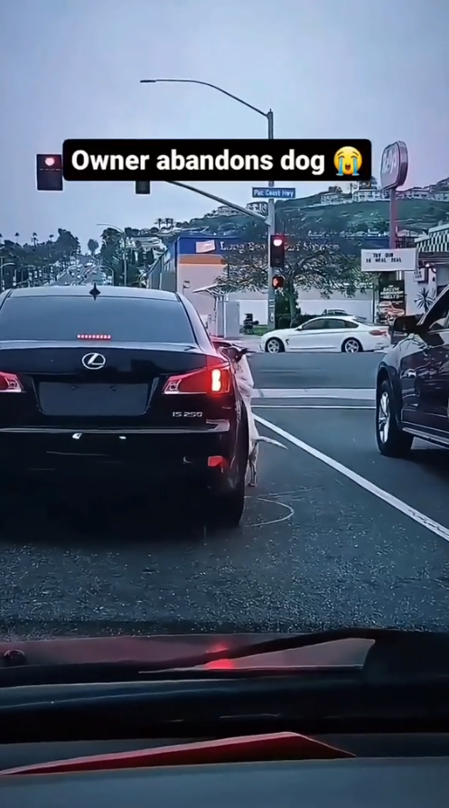 M1010015_Watch till the end 😭 #rescue #rescuedog #rescuepuppy #puppy #dog #puppytiktok #dogsoftiktok #savepuppy #animallover _part2