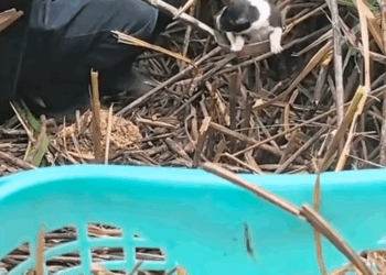 M2810018_#dog #poordog #dogvideos _part2