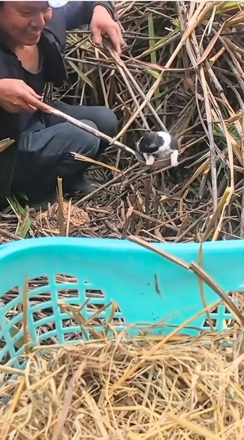 M2810018_#dog #poordog #dogvideos _part2