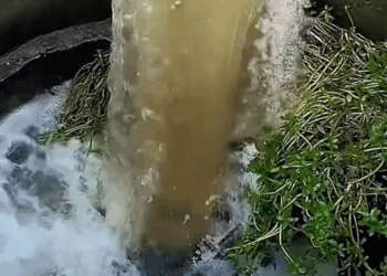 M2810019_#poordog #dog #dogsoftiktok #doglover _part2