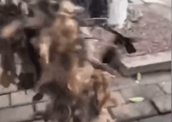 M2810016_#poordog #dog #dogvideos #dogsoftiktok #poor _part2