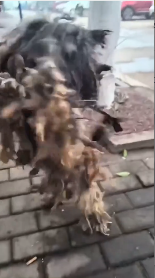 M2810016_#poordog #dog #dogvideos #dogsoftiktok #poor _part2