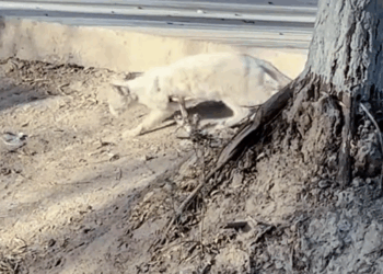 M2810012_I found a stray cat with a injured leg.#rescue #kitten #usa #animals #tiktok _part2