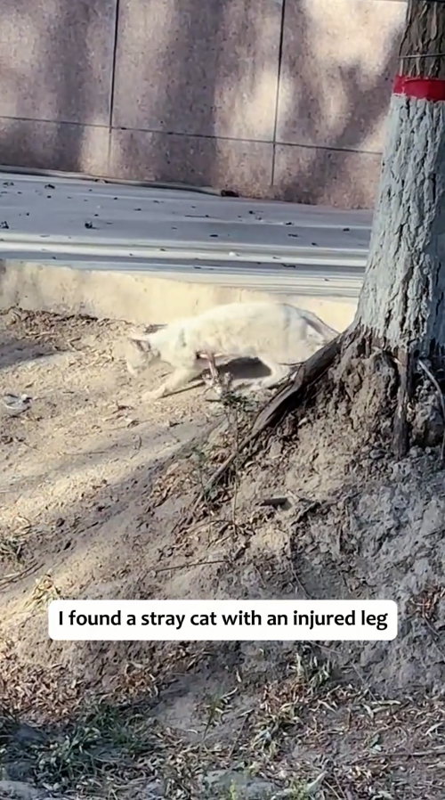 M2810012_I found a stray cat with a injured leg.#rescue #kitten #usa #animals #tiktok _part2