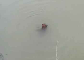 M2810020_puppy can’t swim#dogvideo #poordogvideo #dogsoftiktok _part2