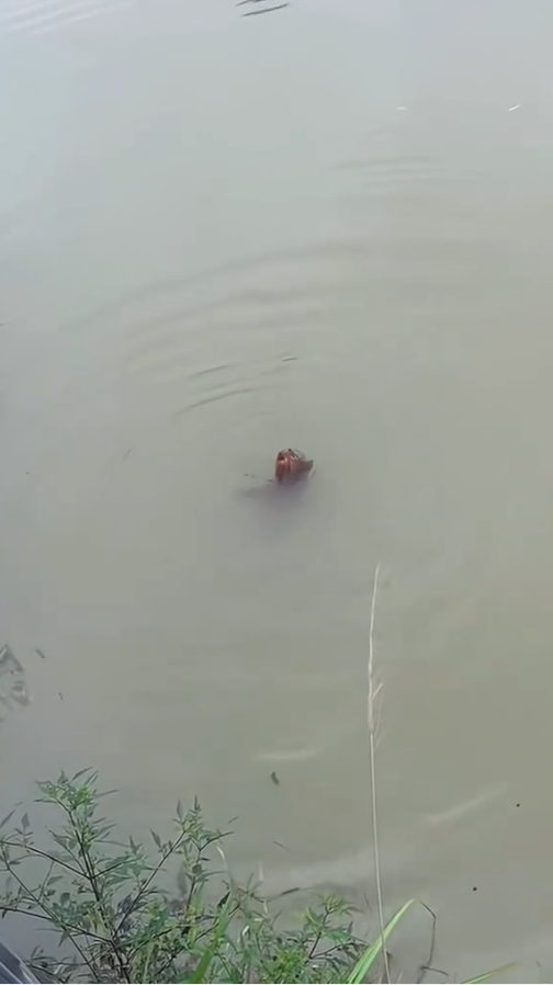 M2810020_puppy can’t swim#dogvideo #poordogvideo #dogsoftiktok _part2