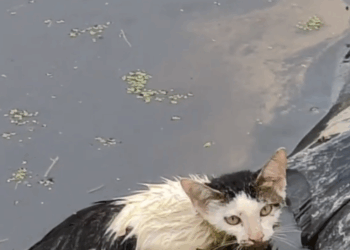 M1010009_Rescue poor cat #cat #trending #xuhuong #fyp #pet _part2