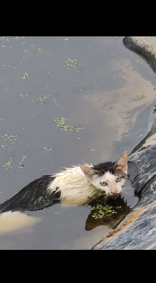 M1010009_Rescue poor cat #cat #trending #xuhuong #fyp #pet _part2
