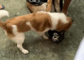 M2810002_Kung pwede ka lang talaga mabuhay ulit bespren ko😭 #fyp #bestfrienddogforever #belgianmalinois _part2