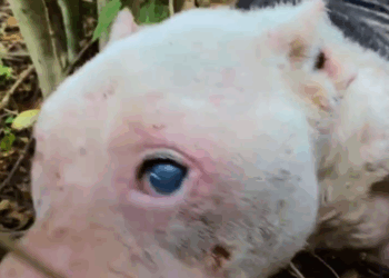 M2810036_#animals #thank #loveanimals #dog #rescue _part2