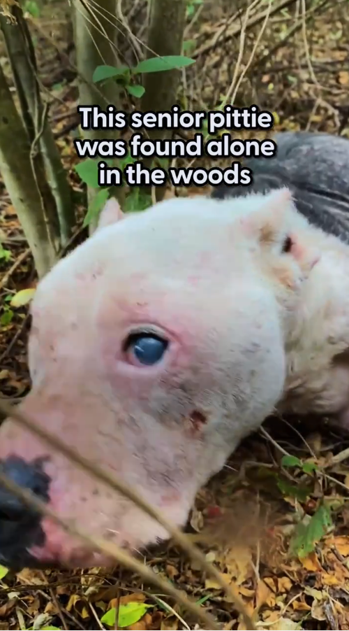 M2810036_#animals #thank #loveanimals #dog #rescue _part2