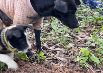 M2810028_😭 #Grass Jelly, Group Decoration_part2