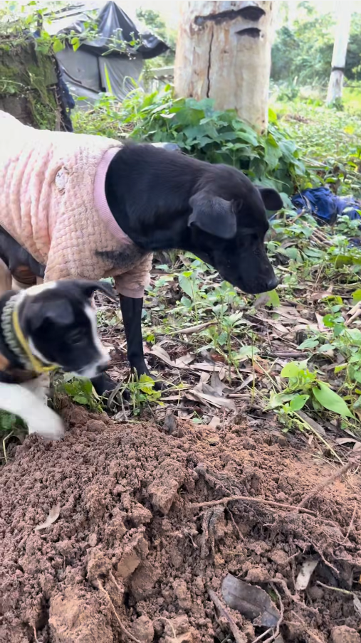 M2810028_😭 #Grass Jelly, Group Decoration_part2