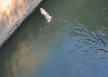 M2810021_Today, while I was out for a walk, I suddenly discovered a dog that had fallen into the water under the bridge I was crossing. The wall was too hi_part2