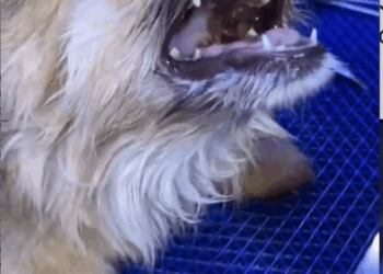 M2810035_cachorro obstruido con un hueso va 3 días pensando que era tos. #flypシ #dog #dogs #perros #perro _part2