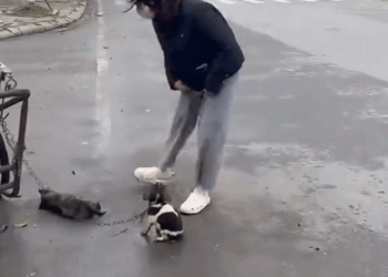 M2810024_Will you recuse those poor puppy if you see this #animal #help #save #love #animallove #foryou #fyp #puppy _part2