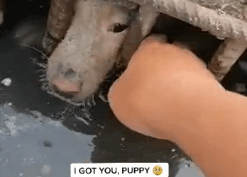 M2810029_Uploader Angelz Dacillo shared that it was difficult to rescue the puppy named Camel because the canal was deep and only had a small opening. #phi_part1