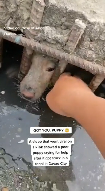 M2810029_Uploader Angelz Dacillo shared that it was difficult to rescue the puppy named Camel because the canal was deep and only had a small opening. #phi_part1