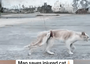 M1010006_Animals Rescue #rescuecats#catsrescue#catsoftiktok #foryoupage #foryou #cats#rescuekittens _part2