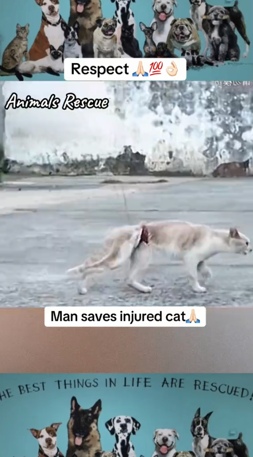 M1010006_Animals Rescue #rescuecats#catsrescue#catsoftiktok #foryoupage #foryou #cats#rescuekittens _part2