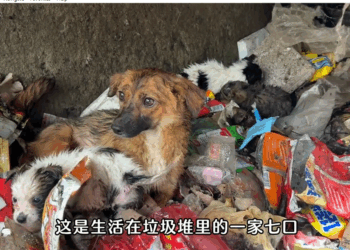 M1010018_P17 save mother and baby dog ​​#trend #pets #dog #petdangyeu #cats _part2