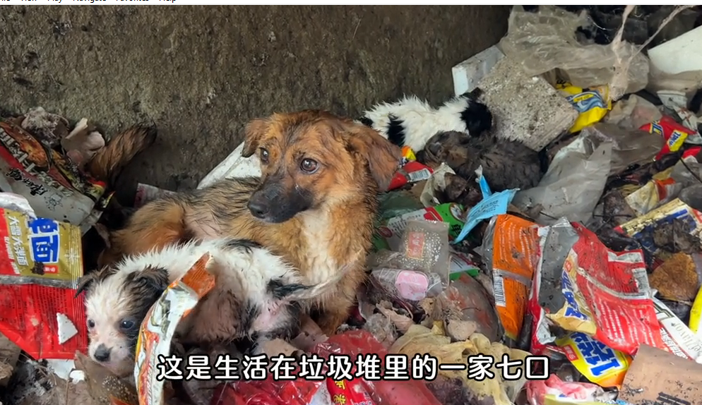 M1010018_P17 save mother and baby dog #trend #pets #dog #petdangyeu #cats _part2