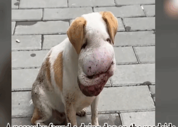 M2010011_With a huge tumor, the stray dog wanders hungry but cannot make a sound Sacred Heart Cathedral-Ho Bankoe_part2