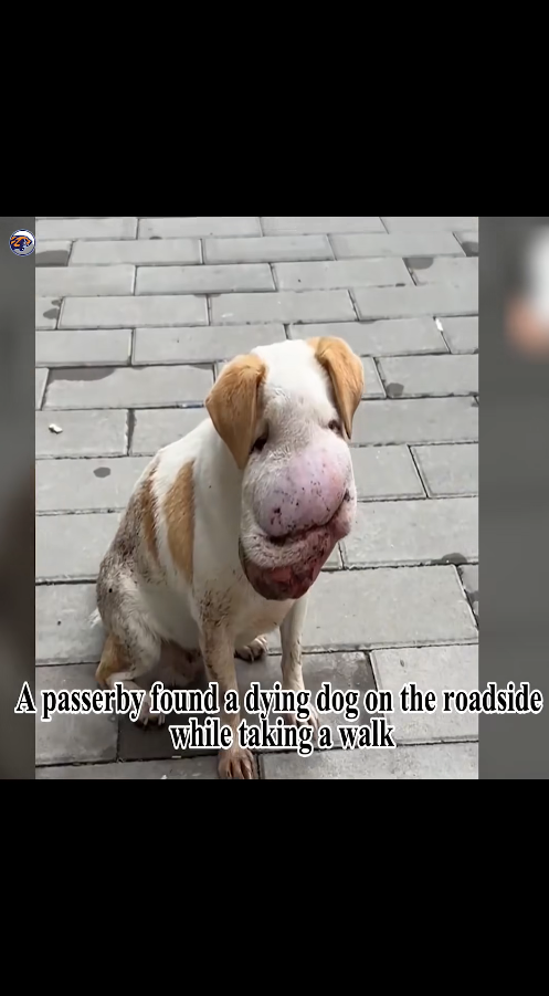 M2010011_With a huge tumor, the stray dog wanders hungry but cannot make a sound Sacred Heart Cathedral-Ho Bankoe_part2