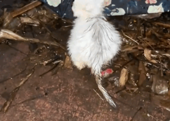 M2010012_#animals #love #thank #lovecat #rescue _part2