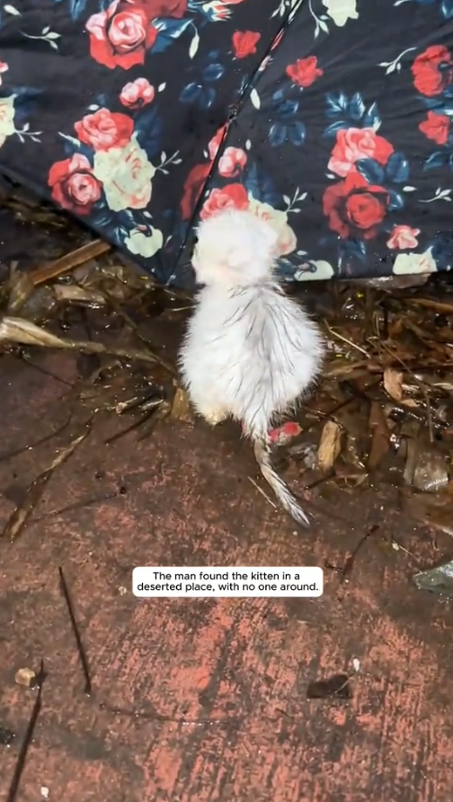 M2010012_#animals #love #thank #lovecat #rescue _part2