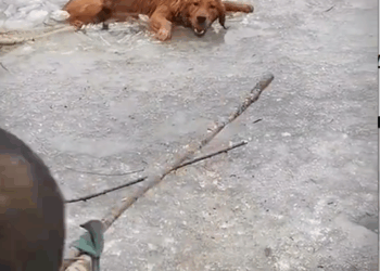 M2010014_Cute Dog we All Love ❤️_part2