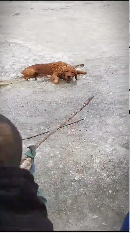 M2010014_Cute Dog we All Love ❤️_part2