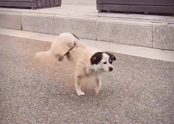 M2010015_Dog’s Rescue & Adoption ❤️_part2