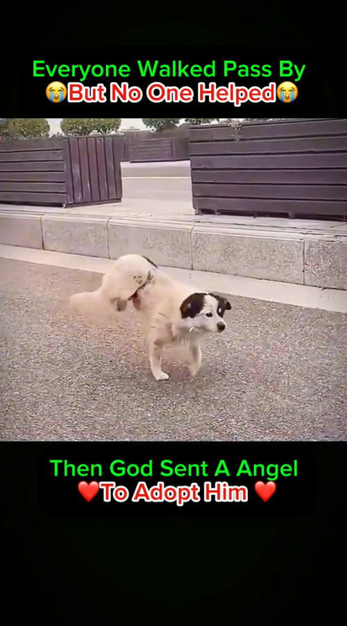 M2010015_Dog’s Rescue & Adoption ❤️_part2