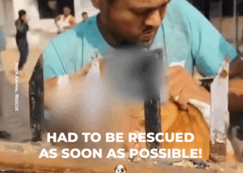 M30090013Doggy is rescued by neighbours in India_part1