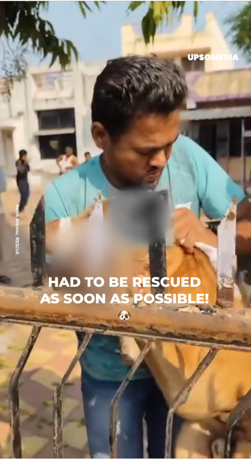 M30090013Doggy is rescued by neighbours in India_part1